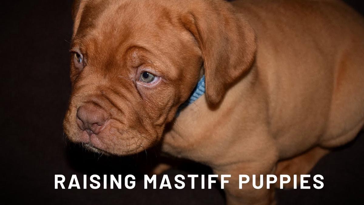 'Video thumbnail for Raising Mastiff Puppies - Your Mastiff Puppy Guide'