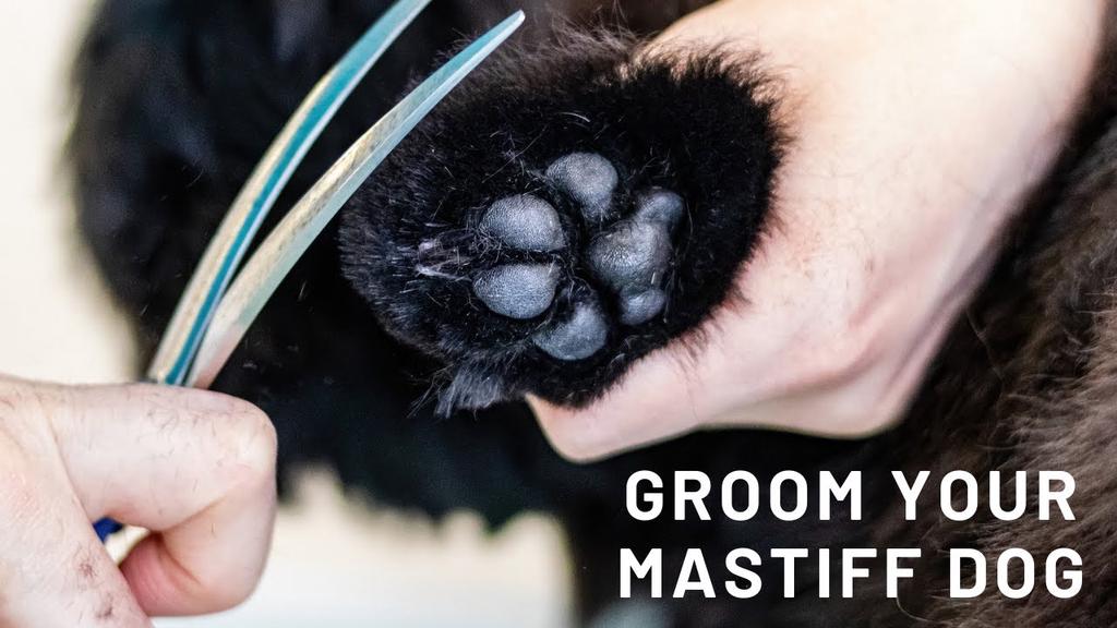 'Video thumbnail for Grooming your Mastiff - A Mastiff Grooming Guide'