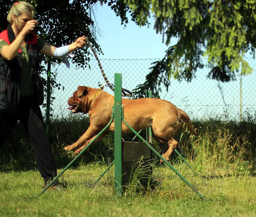 Training Bordeaux Mastiff