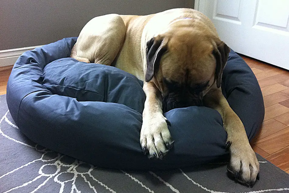 How to Clean a Dog Bed? Cleaning Guide by Mastiffweb