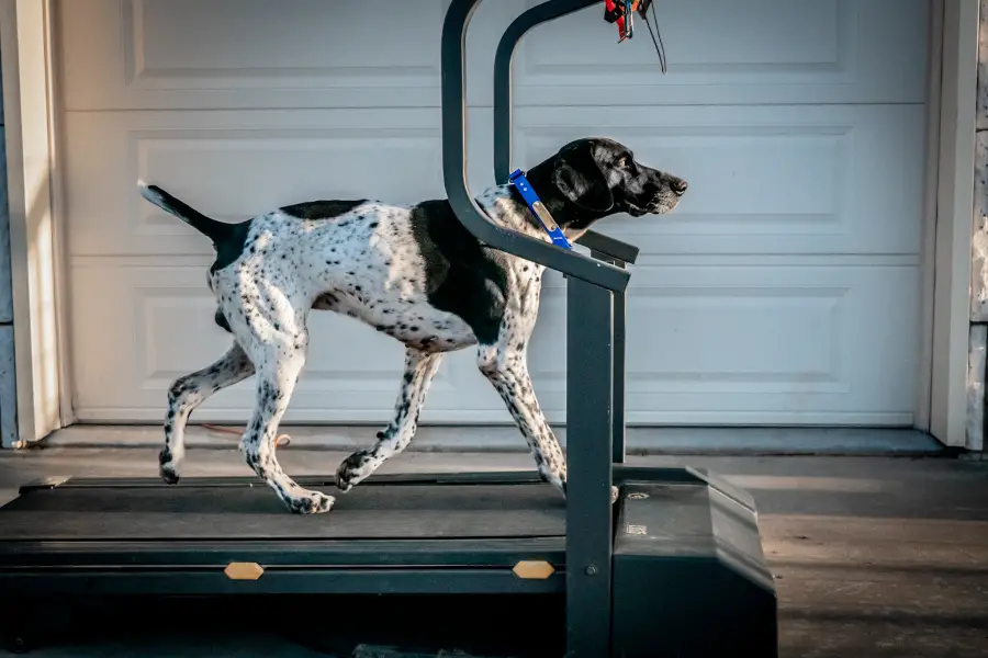 teach your dog to run on a treadmill