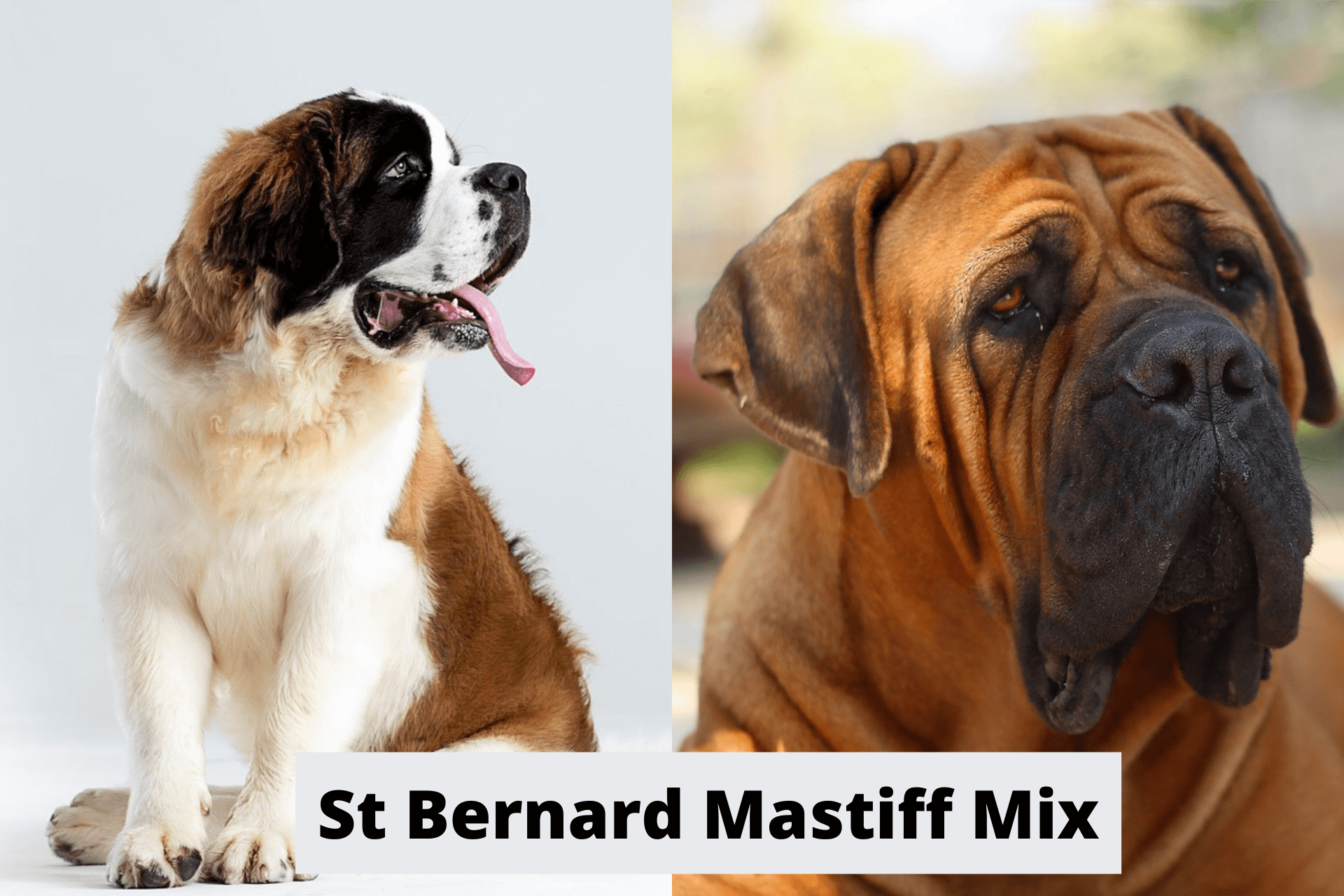 St Bernard Mastiff Mix