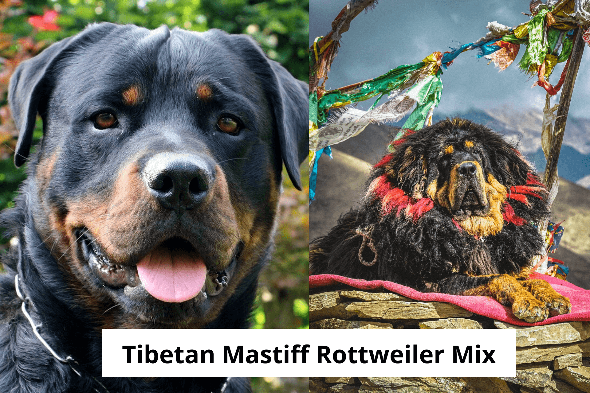 Tibetan Mastiff Rottweiler Mix