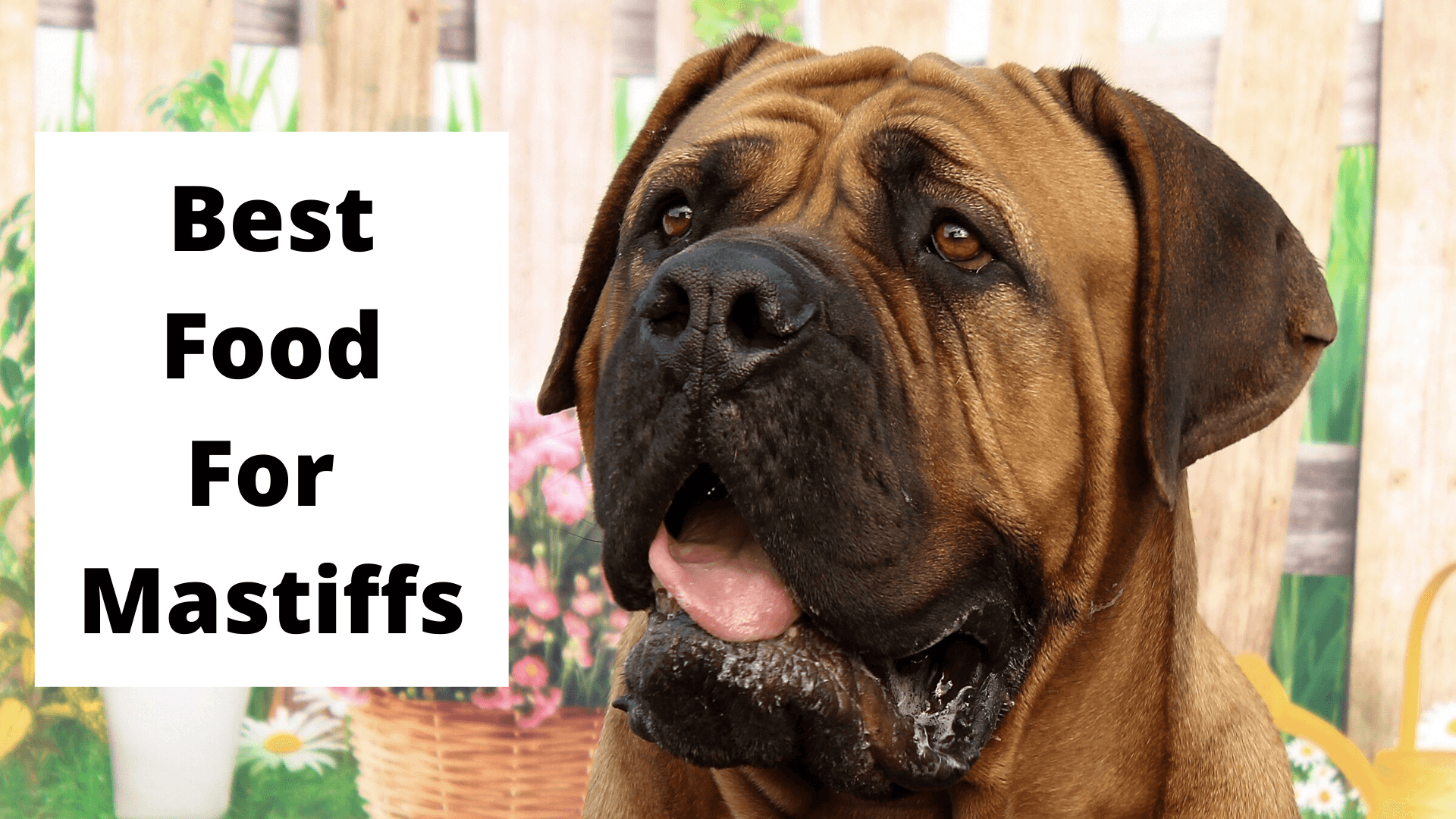 Dog Food for Mastiff Puppy A Comprehensive Guide to Nutrition Dog Food for Mastiff Puppy A Comprehensive Guide to Nutrition