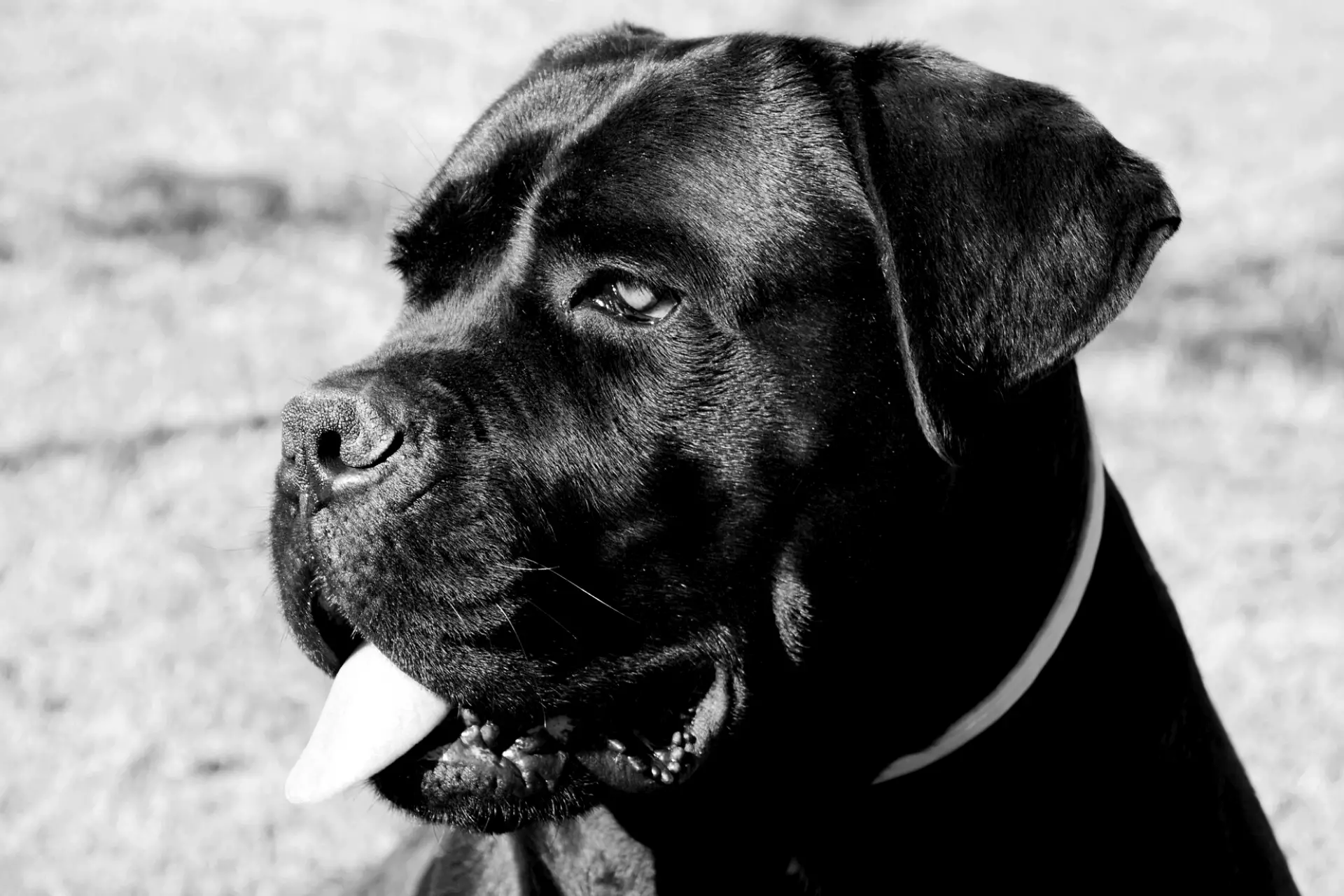 Are Cane Corso Good Guard And Protection Dogs?