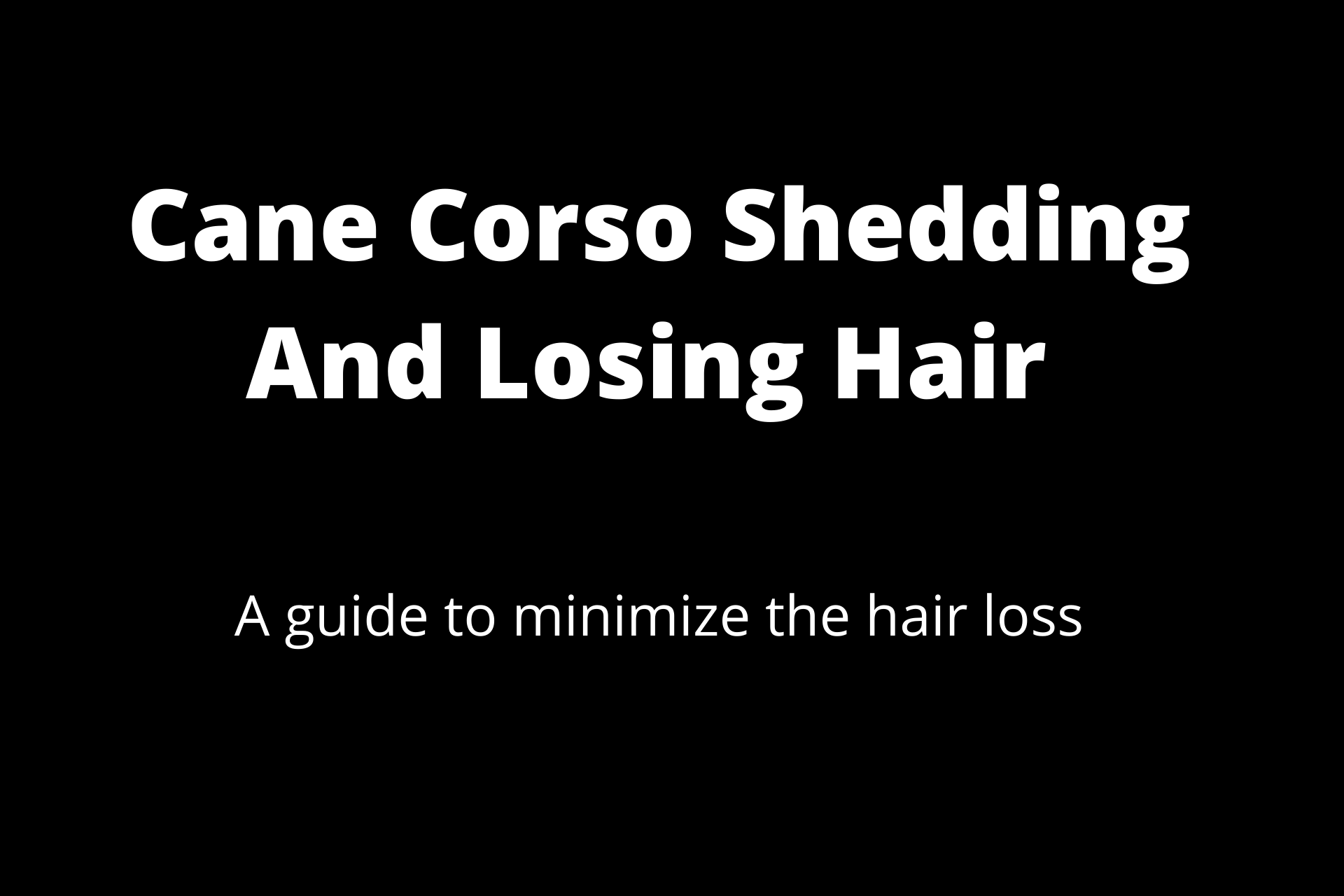 Cane Corso Shedding And Losing Hair
