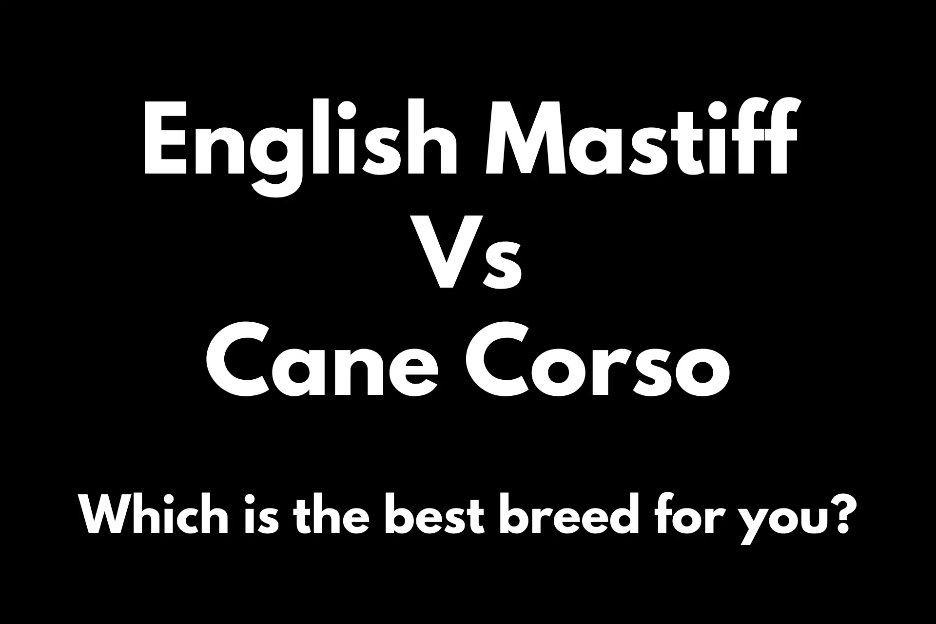 English Mastiff Vs Cane Corso | Which Is The Best Breed For You?