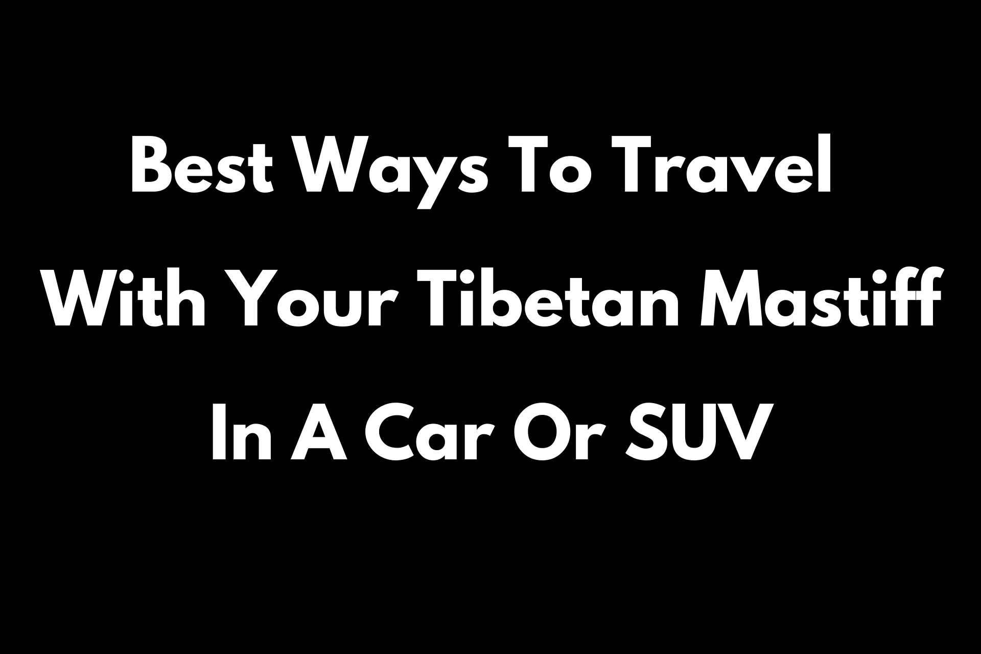 travel with Tibetan Mastiff in a car