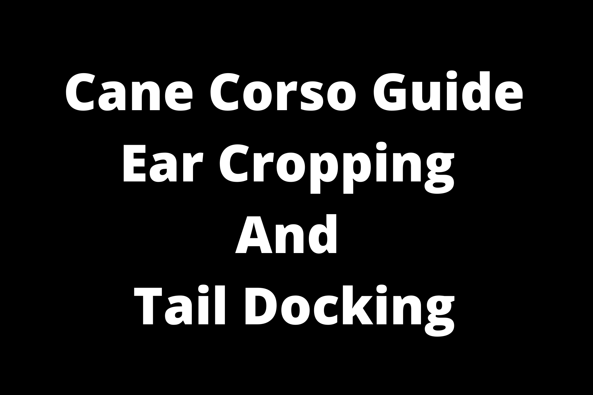 Cane Corso Ear Cropping And Tail Docking