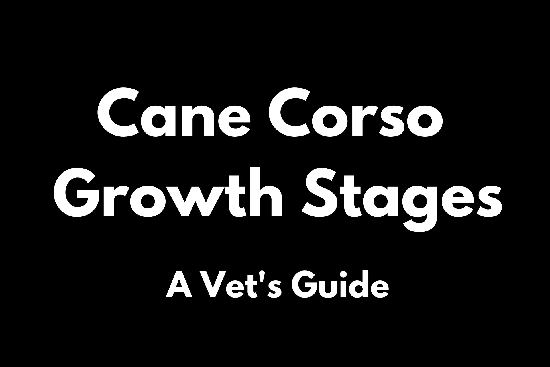 Cane Corso Growth Stages
