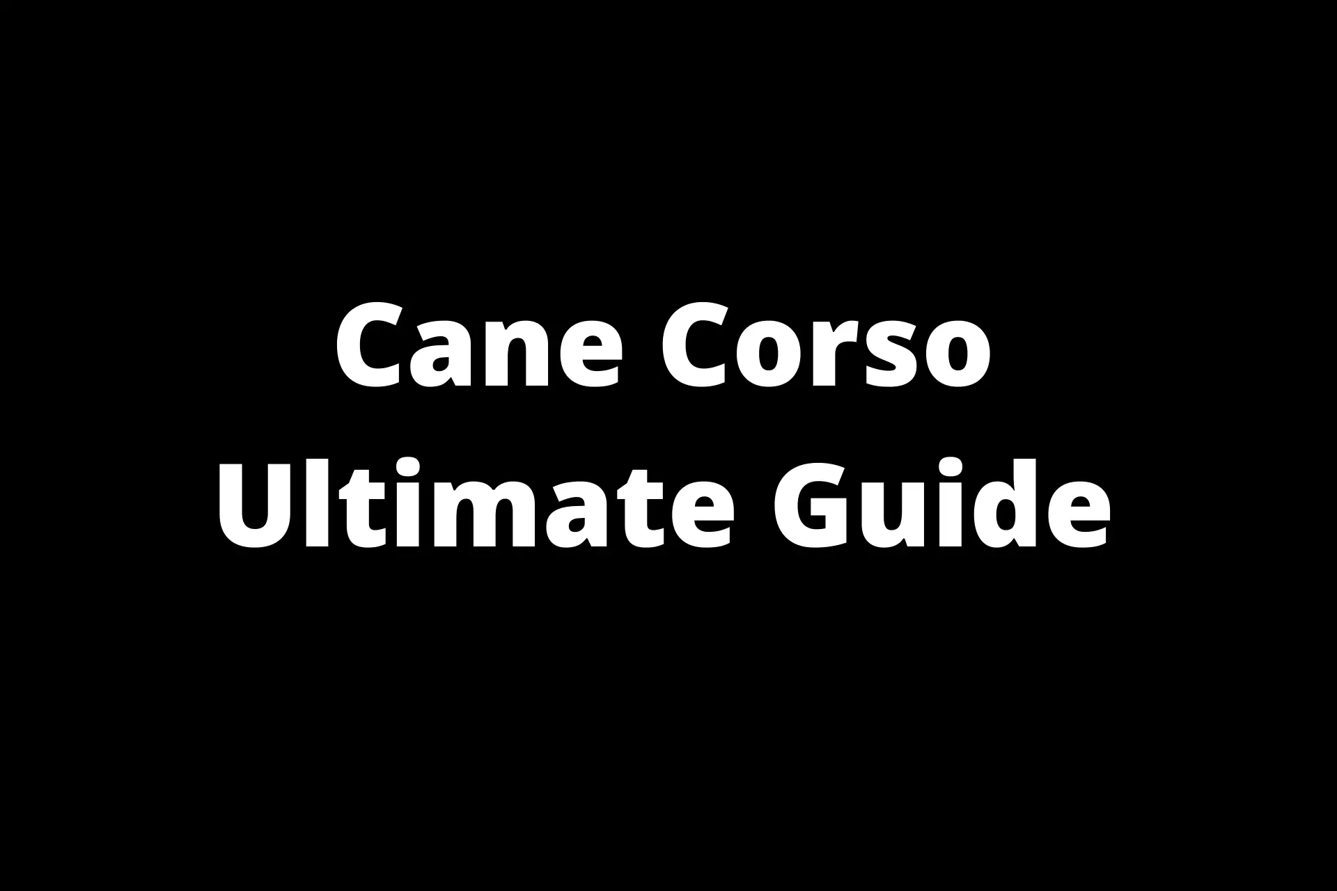 Cane Corso Ultimate Guide