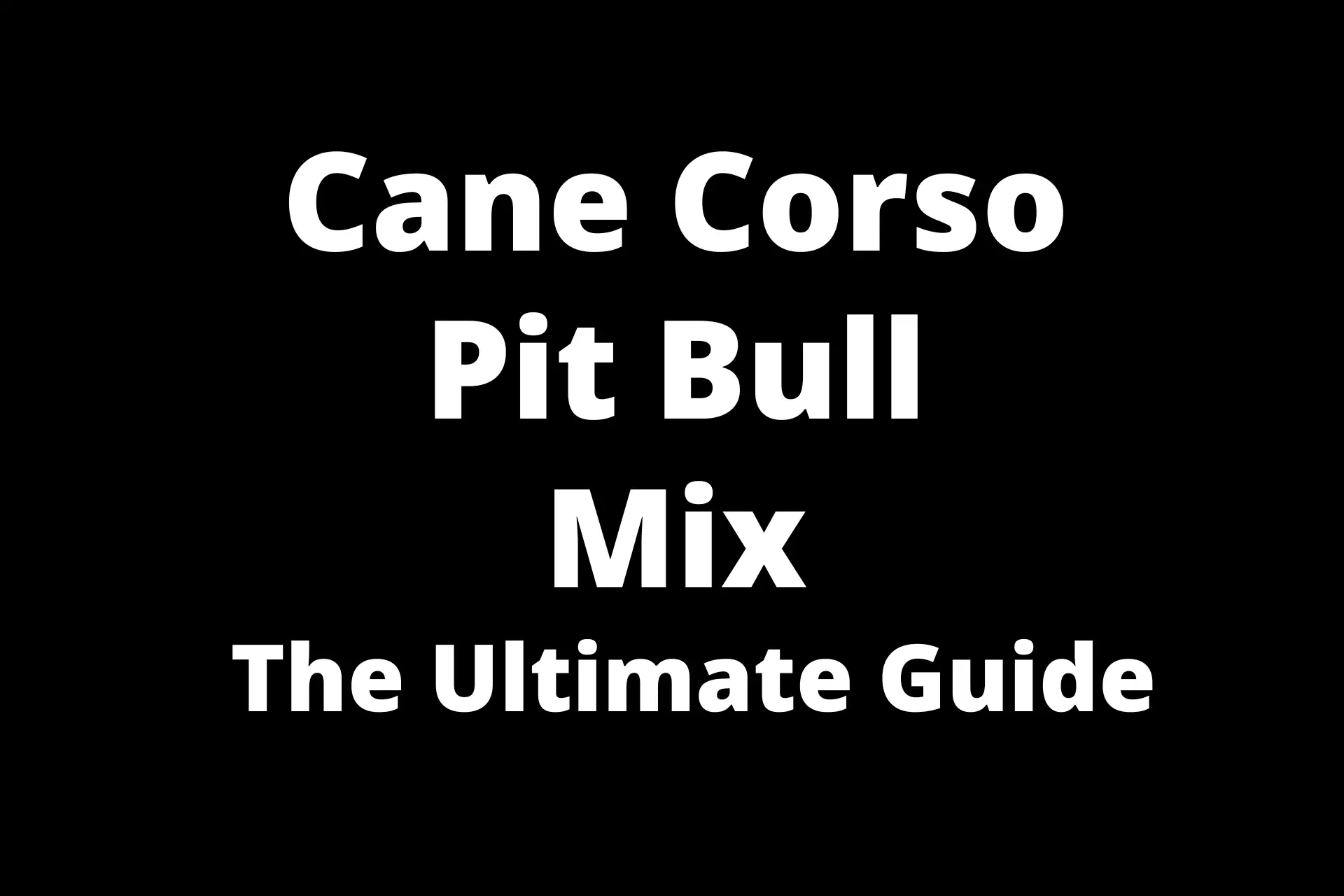 Cane Corso Pitbull Mix Guide