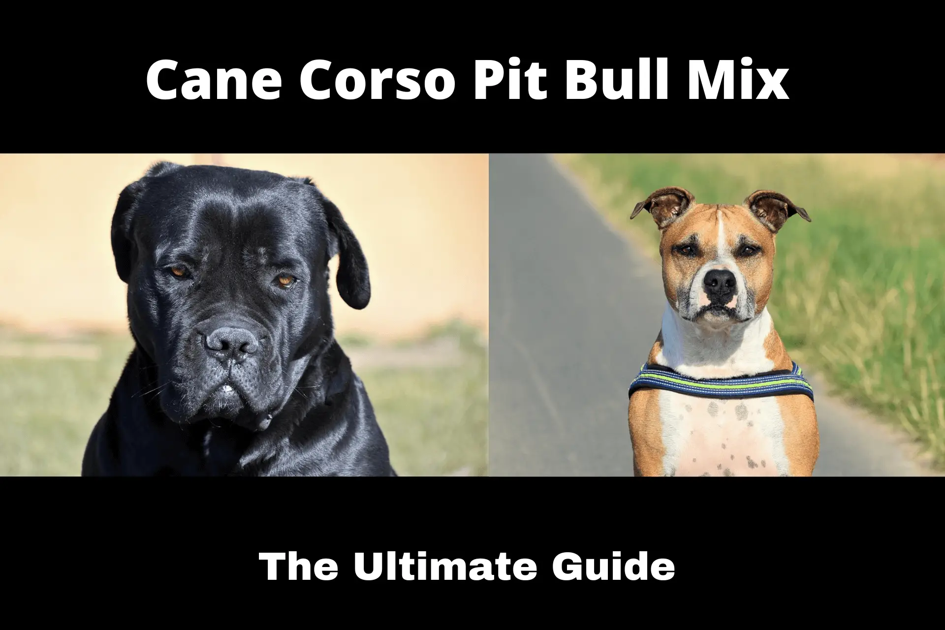 Cane Corso Pitbull Mix