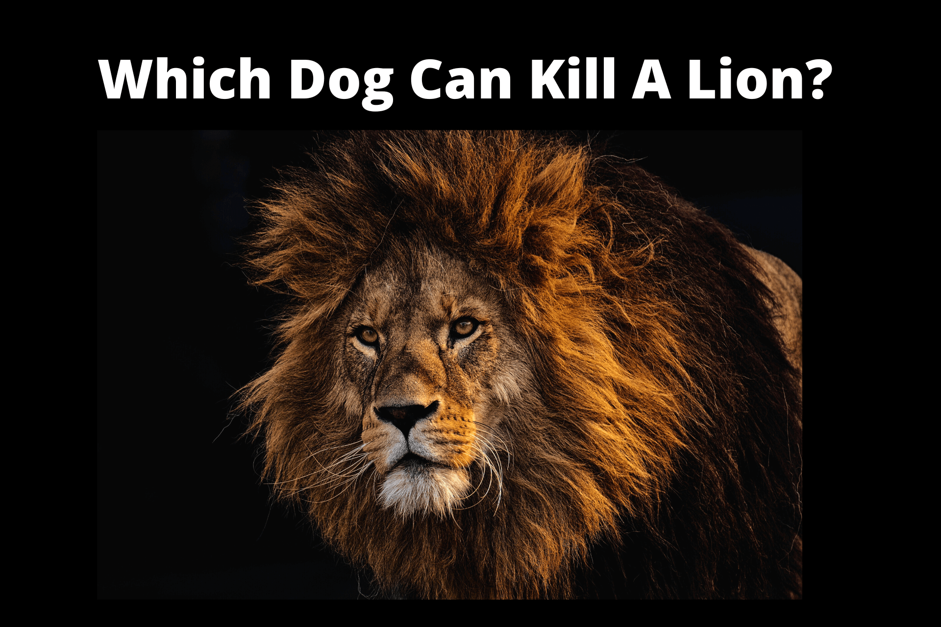 Which dog can kill a lion